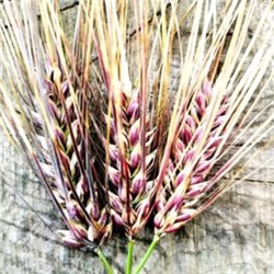 Ячмень Чёрный Тибетский Голозерный Пурпурная Долина — Purple Valley Barley (50 семян)