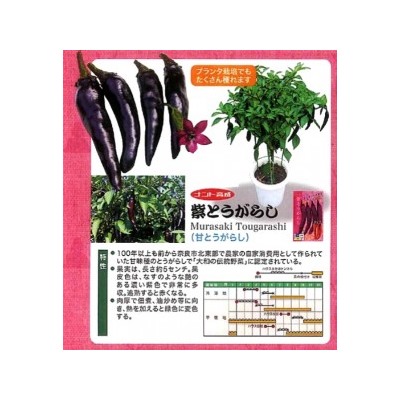 Сладкий Фиолетовый Японский Чили Перец Мурасаки Тогараши Ямато — 紫とうがらし (10 семян)