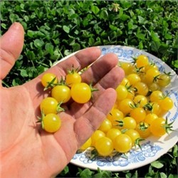 Дикие сладкие помидоры Свит Пиа Белые (10 семян)
