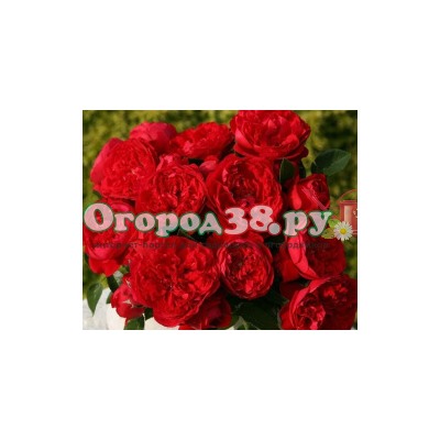 Роза Флорентина 1шт (плетистая) ярко-красная
