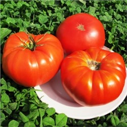 Помидоры Бабушкина Селекция — Tomato Babuschka Selection (10 семян)