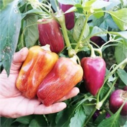 Перец Германская Виолончель — Violgo Pepper (10 семян)