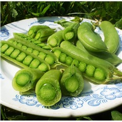 Снеп Горох — Snap Peas (10 семян)