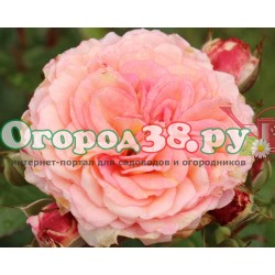 Роза Амаретто 1шт (флор) розовая