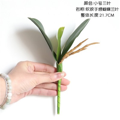 Листья орхидеи 14866-14868