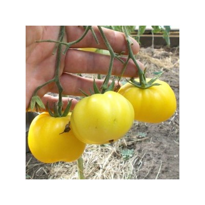 Помидоры Персик От Зия Соннабенд — Zea Sonnabend Peach Tomato (10 семян)