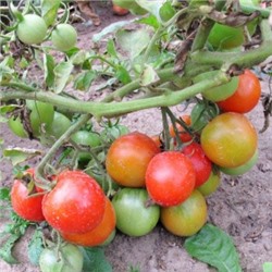 Помидоры Финский Карлик — Tomato Finnish Dwarf (Suomen kääpiö) (10 семян)