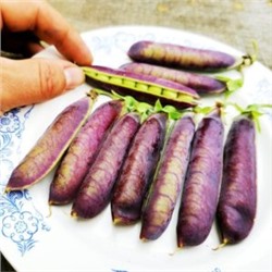 Горох Тутанхамона — King Tut Purple Pea (10 семян)