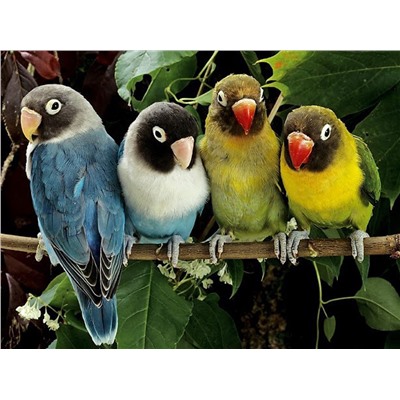 Картина по номерам на картоне Волнистые попугайчики 30х40