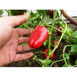 Перец Сладкий Mini Bell Red — Мини Белл Красный (10 семян)
