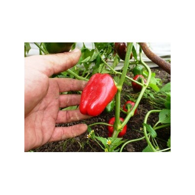 Перец Сладкий Mini Bell Red — Мини Белл Красный (10 семян)