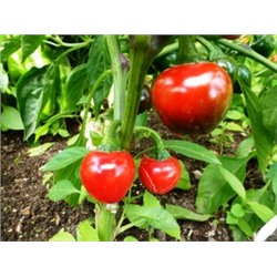 Перец Черри Сладкий — Sweet Cherry Peppers (10 семян)