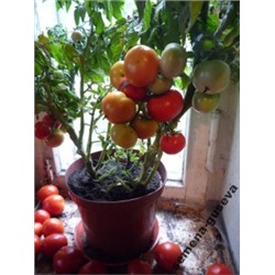 Помидоры Балкон Стар — Balcon Star Tomato — Горшечные (10 семян)