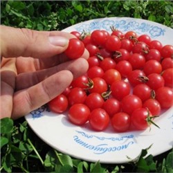 Дикие сладкие помидоры Свит Пиа Розовые (10 семян)