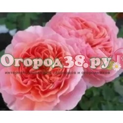 Роза Баллада 1шт (флор) светло-розовая