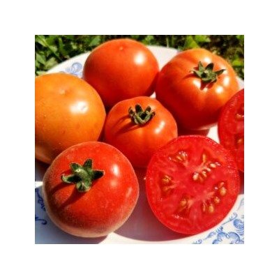 Помидоры Пушистый Персиковый Лилипут — Persik Dwarf Tomato (10 семян)