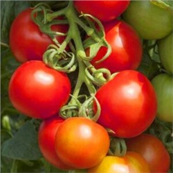 Помидоры Тамина Яблонька России — Tamina Tomato (10 семян)