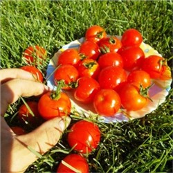 Помидоры Хайнц — Heinz Tomato (10 семян)