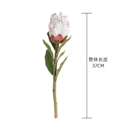 Бессмертный императорский цветок MW25580