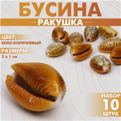 Бусина «Ракушка», 2×1 см, гладкая. набор 10 шт., цвет бело-коричневый