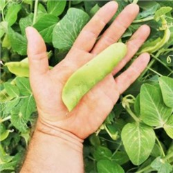 Горох Гигантский Сахарный Орегонский — Oregon Giant Pea (10 семян)
