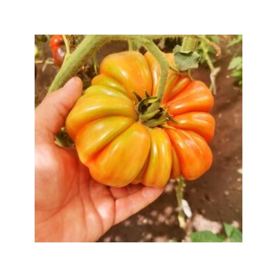 Помидоры Марманд от Мадам Гарньер из Парижа — MARMANDE GARNIER Tomatoes (10 семян)