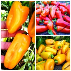 Сладкие Мини-перчики Три Цвета — Sweet Mini Peppers Three Colors (10семян)