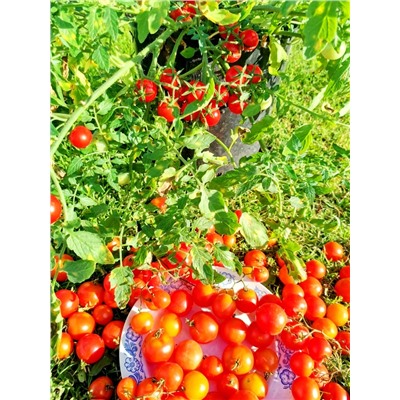 Помидоры Ягодный Ковёр — Berry Carpet Tomato (10 семян)