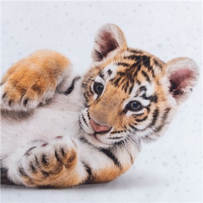 Постельное бельё Этель 1,5 сп "Little tiger" 143х215 см, 150х214 см, 50х70 см -1 шт, 100% хл, бязь 7582916